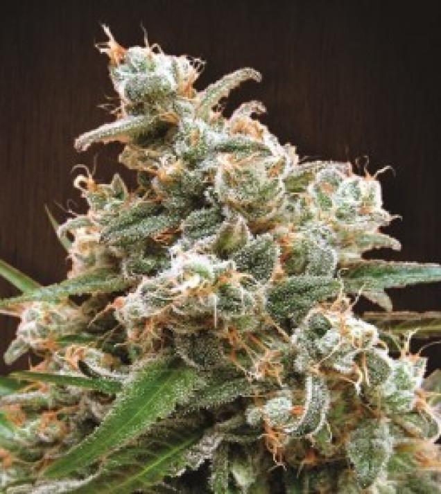 Nepal Jam Regular