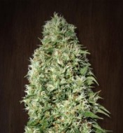 Orient Express Regular