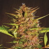 Pakistan Chitral Kush Regular