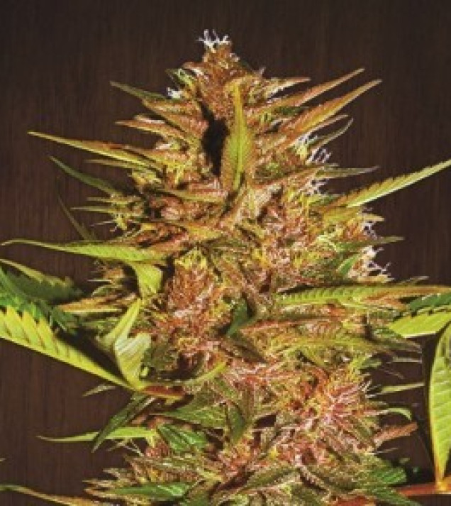 Pakistan Chitral Kush Regular