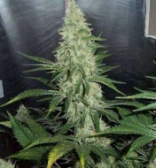 Hawaii Maui Waui Regular