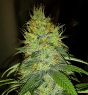 Raspberry Cough Regular