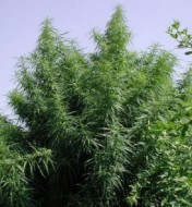 Tropical Mix Regular