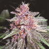 Violeta Regular