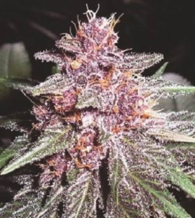 Violeta Regular