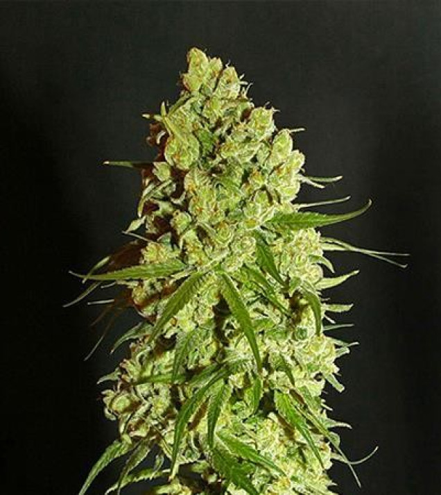 Cannatonic Regular