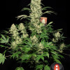 AK-47 Regular