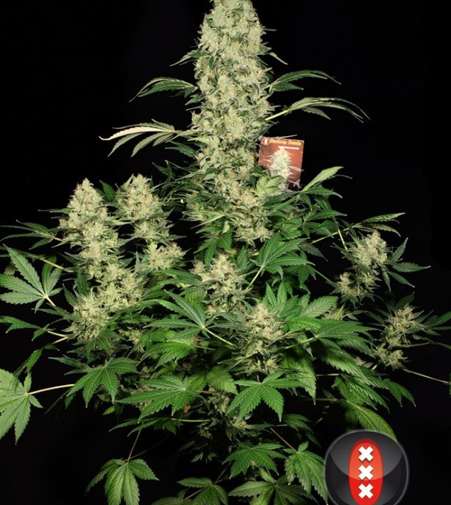 AK-47 Regular