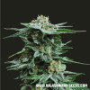 Ak Kush  