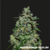 Ak Kush Express  