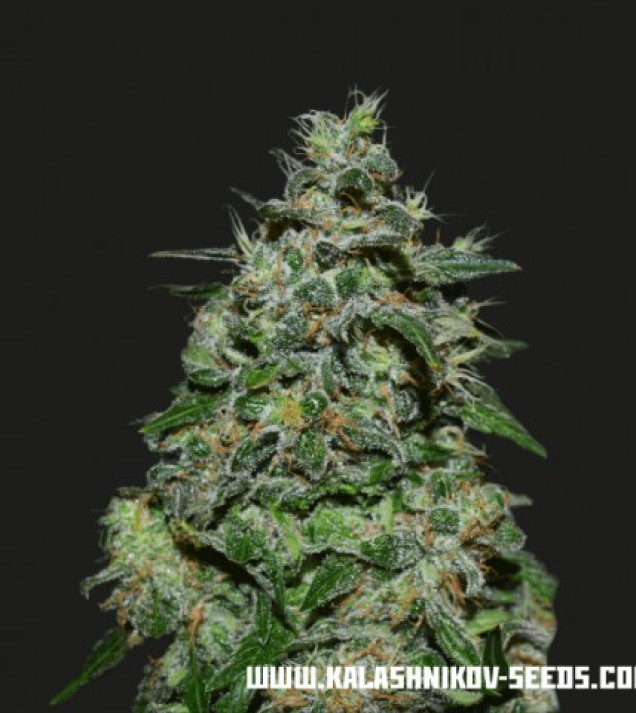 Ak Kush Express  