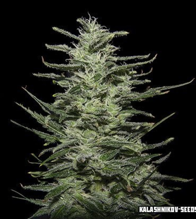 Amnesia Molotov  