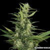 Amur Giant Auto  