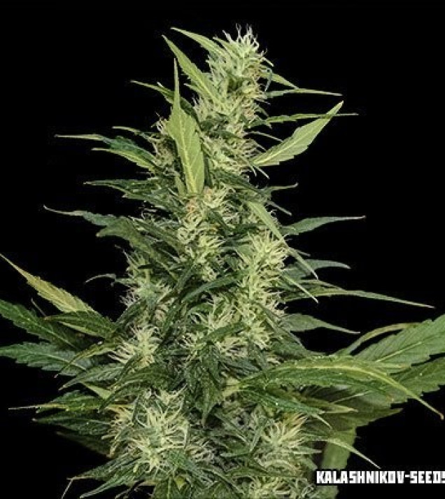 Amur Giant Auto  