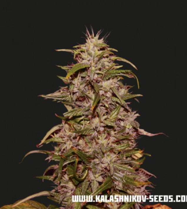 Big Altai Sativa Express  
