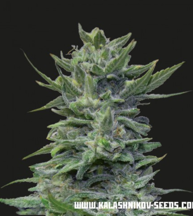 Lavanda Cream  