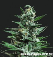 Moscow Blueberry Auto  