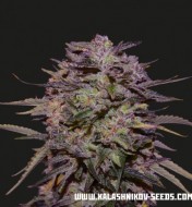 Purple Russian Express 