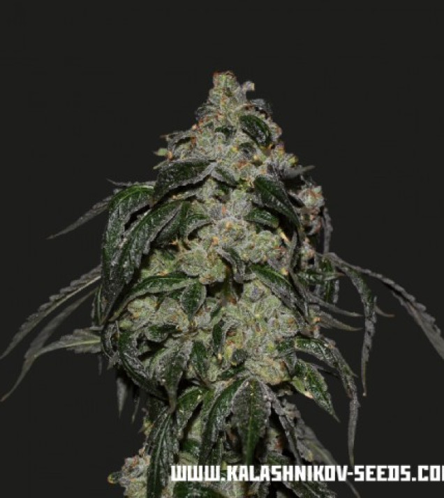 Soyuz Og Express 
