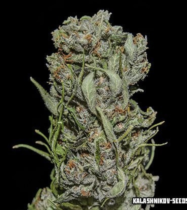 White Critical Express 