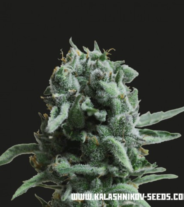 White Widow 47  