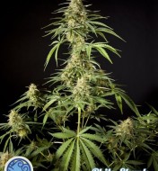 Philo Skunk / Gokunk