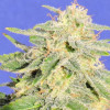 Auto Jh