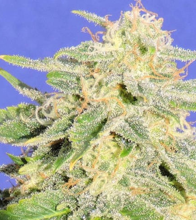 Auto Jh