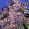Auto Purple