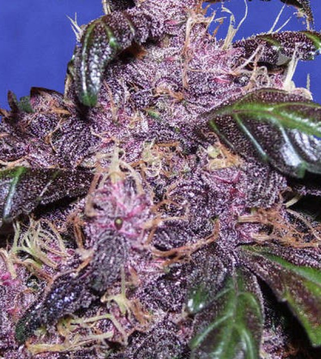 Auto Purple
