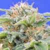 Black Gum