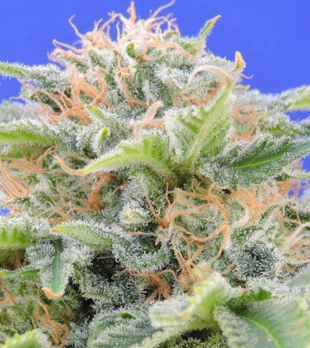 Black Gum