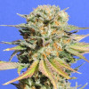 Bruce Banner 3