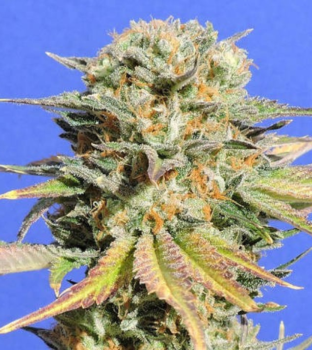 Bruce Banner 3