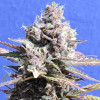 Gelato