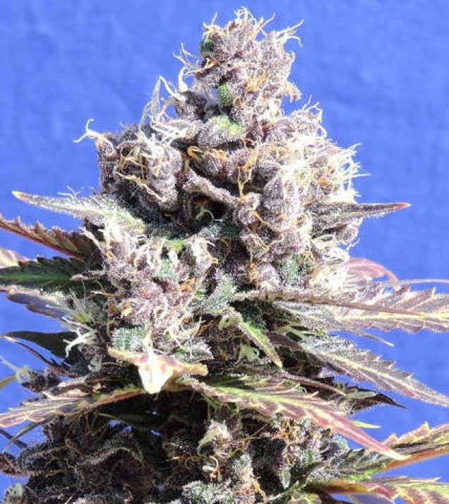 Gelato