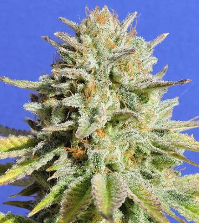 Gorilla G. 4