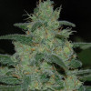 Pure Kush