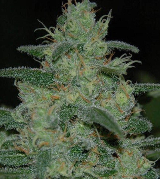 Pure Kush