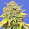 Zkittlez