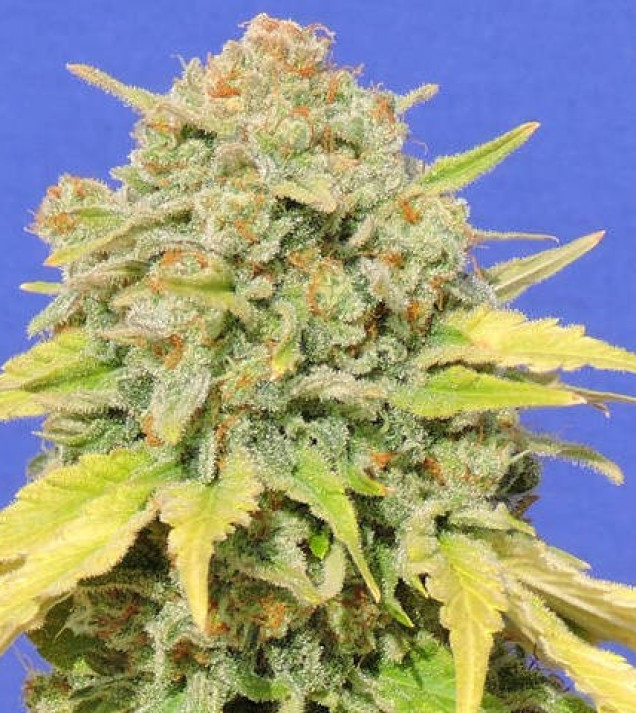 Zkittlez