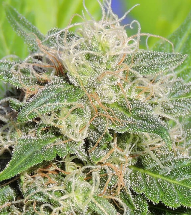 Super Auto Lemon Haze
