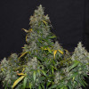 Auto Zkittlez
