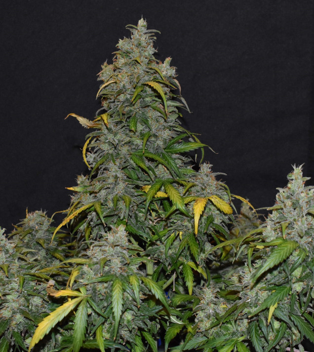 Auto Zkittlez