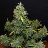 Auto Zkittlez