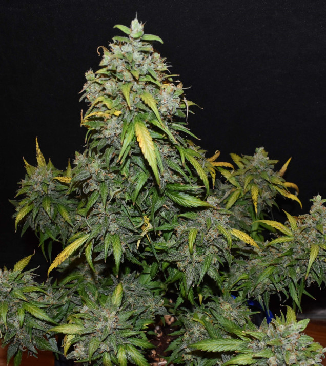 Auto Zkittlez