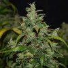 Auto Zkittlez