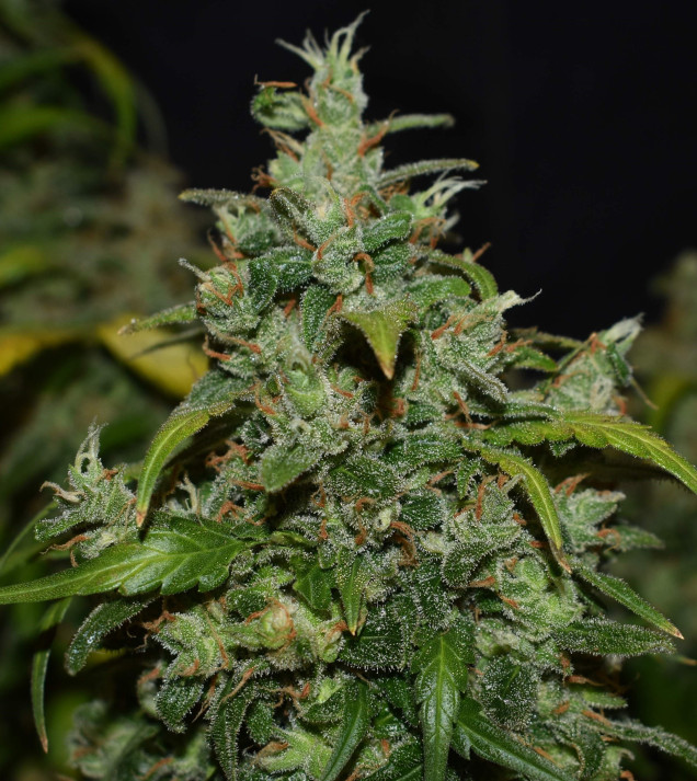 Auto Zkittlez