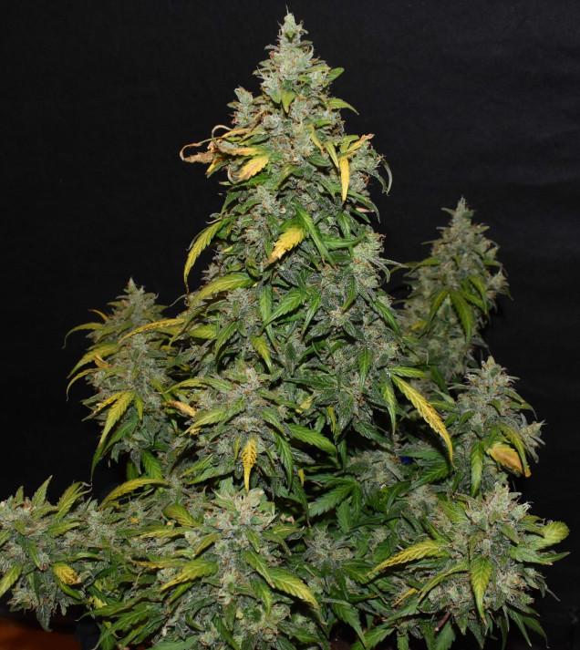 Auto Zkittlez