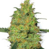 Master Kush Regular